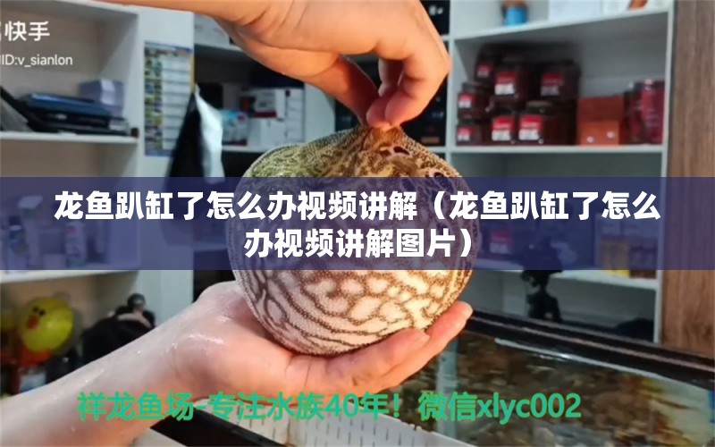 龍魚趴缸了怎么辦視頻講解（龍魚趴缸了怎么辦視頻講解圖片） 廣州龍魚批發(fā)市場(chǎng)