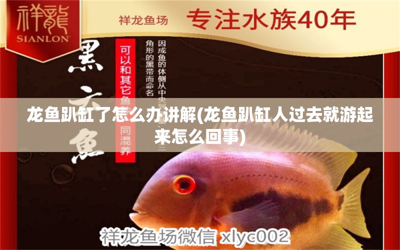 龍魚趴缸了怎么辦講解(龍魚趴缸人過去就游起來怎么回事)