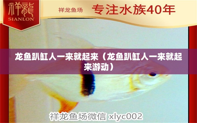 龍魚趴缸人一來就起來（龍魚趴缸人一來就起來游動）