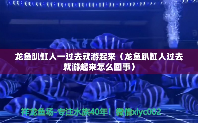 龍魚(yú)趴缸人一過(guò)去就游起來(lái)（龍魚(yú)趴缸人過(guò)去就游起來(lái)怎么回事）