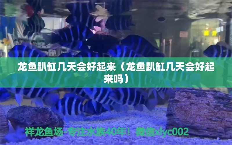 龍魚(yú)趴缸幾天會(huì)好起來(lái)（龍魚(yú)趴缸幾天會(huì)好起來(lái)嗎）