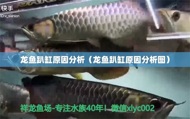 龍魚趴缸原因分析（龍魚趴缸原因分析圖） 廣州龍魚批發(fā)市場(chǎng)