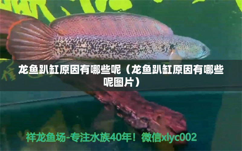 龍魚趴缸原因有哪些呢（龍魚趴缸原因有哪些呢圖片）