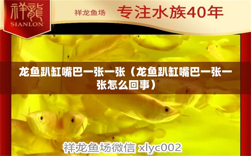 龍魚趴缸嘴巴一張一張（龍魚趴缸嘴巴一張一張怎么回事）