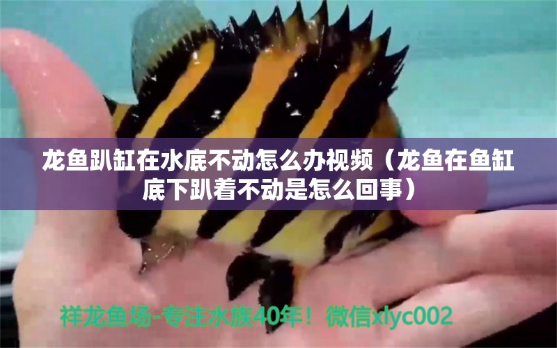 龍魚趴缸在水底不動怎么辦視頻（龍魚在魚缸底下趴著不動是怎么回事）