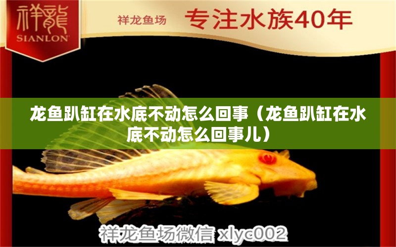 龍魚趴缸在水底不動怎么回事（龍魚趴缸在水底不動怎么回事兒） 廣州龍魚批發(fā)市場