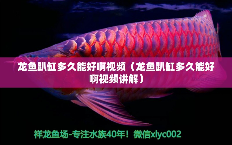 龍魚趴缸多久能好啊視頻（龍魚趴缸多久能好啊視頻講解）