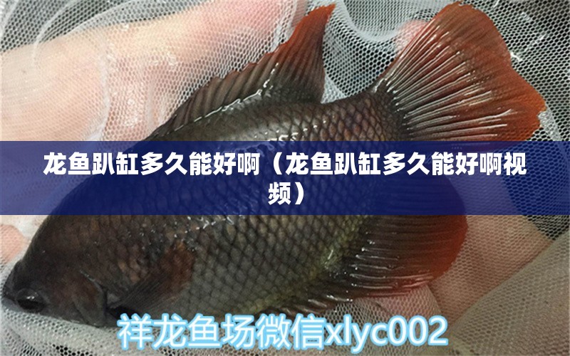 龍魚趴缸多久能好?。堲~趴缸多久能好啊視頻） 廣州龍魚批發(fā)市場