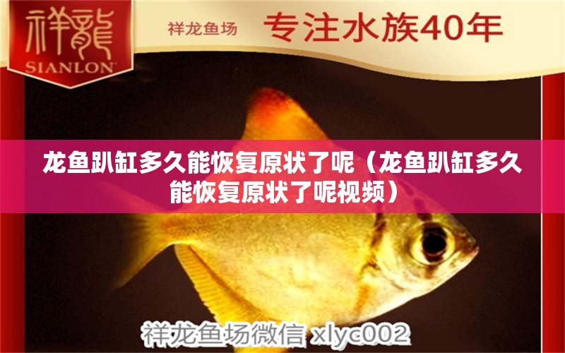 龍魚趴缸多久能恢復原狀了呢（龍魚趴缸多久能恢復原狀了呢視頻）