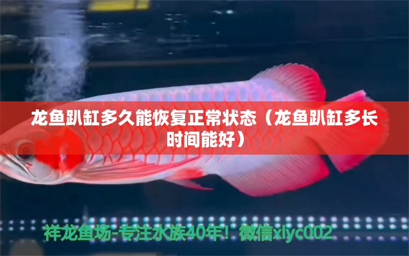 龍魚(yú)趴缸多久能恢復(fù)正常狀態(tài)（龍魚(yú)趴缸多長(zhǎng)時(shí)間能好）