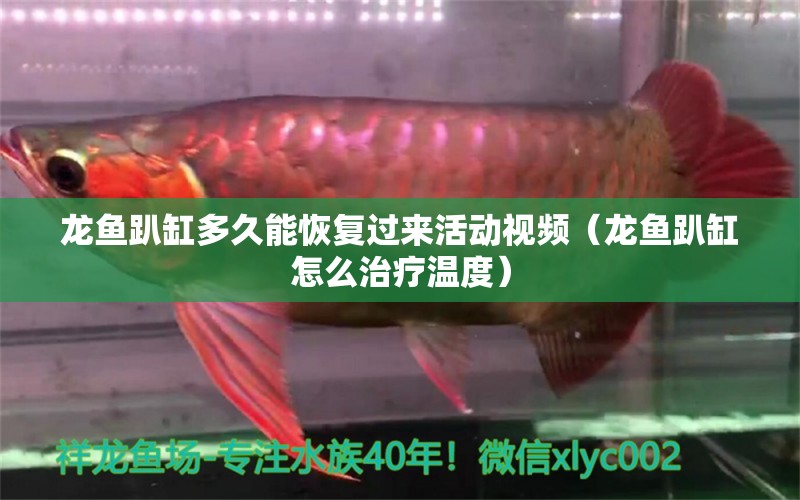 龍魚趴缸多久能恢復(fù)過來活動視頻（龍魚趴缸怎么治療溫度）