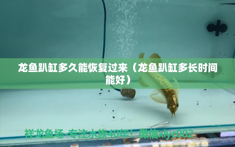 龍魚(yú)趴缸多久能恢復(fù)過(guò)來(lái)（龍魚(yú)趴缸多長(zhǎng)時(shí)間能好）