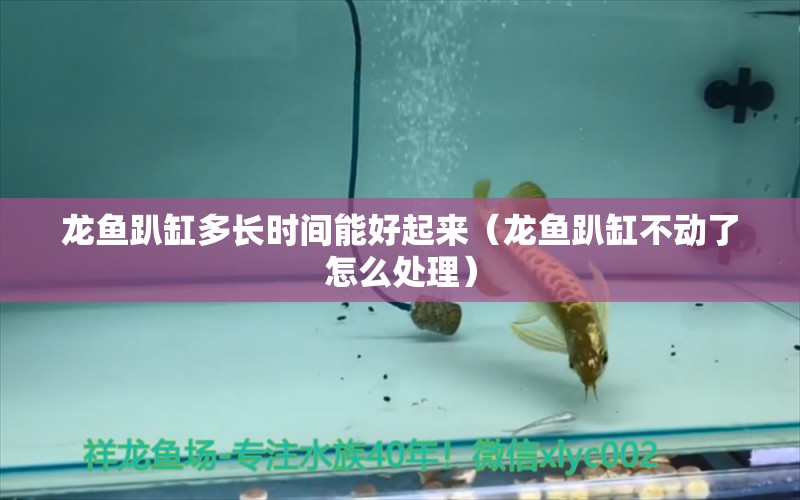 龍魚(yú)趴缸多長(zhǎng)時(shí)間能好起來(lái)（龍魚(yú)趴缸不動(dòng)了怎么處理）