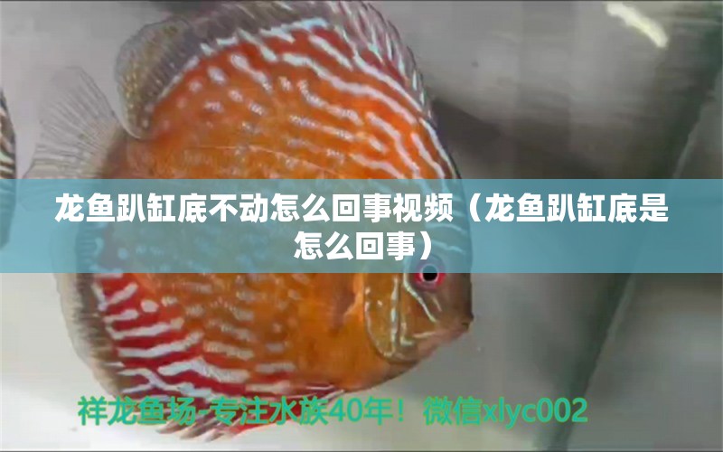 龍魚趴缸底不動怎么回事視頻（龍魚趴缸底是怎么回事）