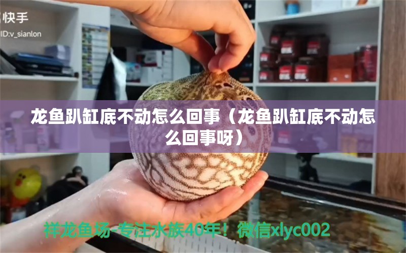 龍魚趴缸底不動怎么回事（龍魚趴缸底不動怎么回事呀） 廣州觀賞魚批發(fā)市場