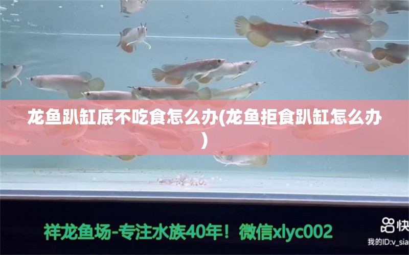 龍魚(yú)趴缸底不吃食怎么辦(龍魚(yú)拒食趴缸怎么辦) 充氧泵 第1張