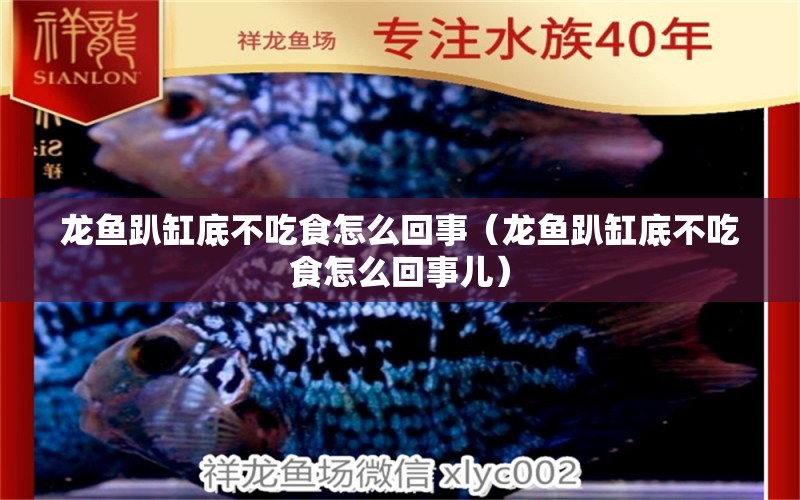 龍魚趴缸底不吃食怎么回事（龍魚趴缸底不吃食怎么回事兒）