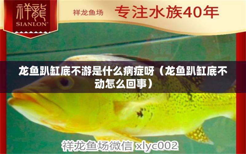 龍魚趴缸底不游是什么病癥呀（龍魚趴缸底不動(dòng)怎么回事）