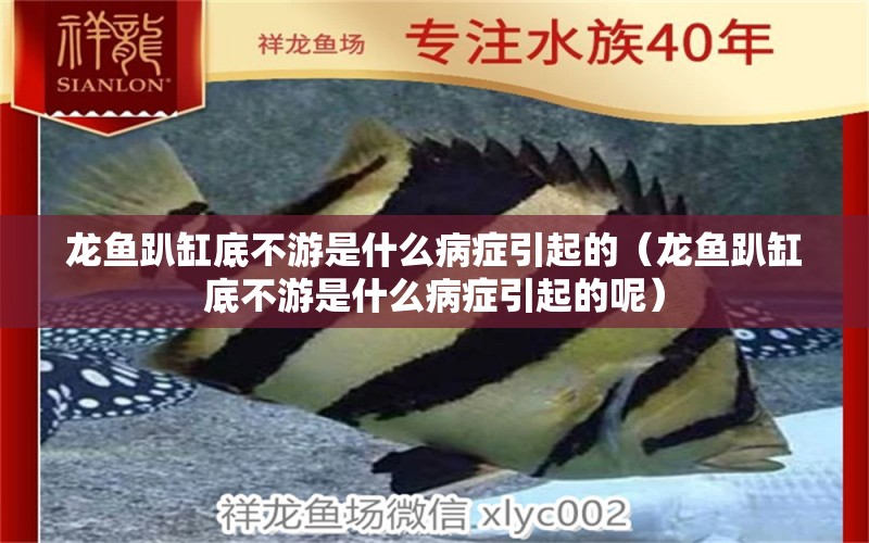 龍魚(yú)趴缸底不游是什么病癥引起的（龍魚(yú)趴缸底不游是什么病癥引起的呢）