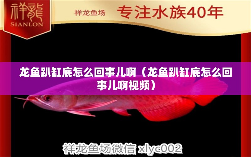 龍魚趴缸底怎么回事兒?。堲~趴缸底怎么回事兒啊視頻）