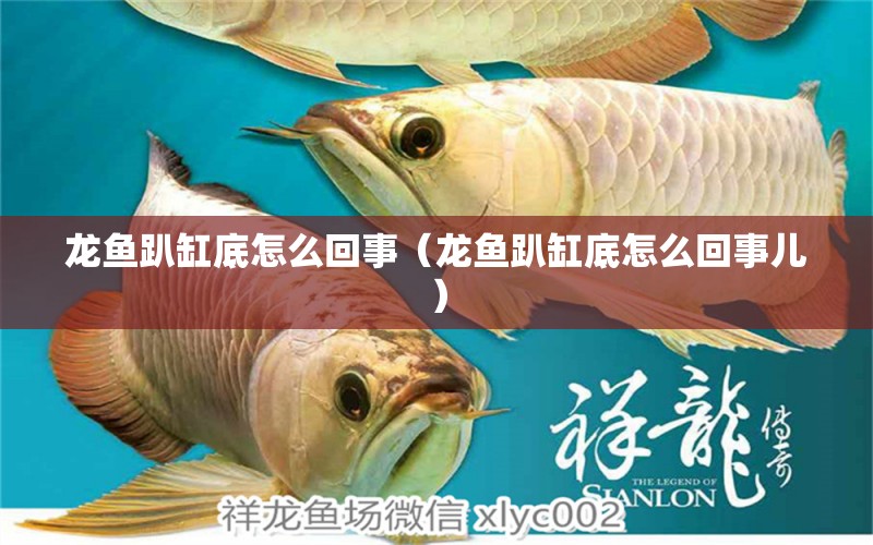 龍魚趴缸底怎么回事（龍魚趴缸底怎么回事兒）