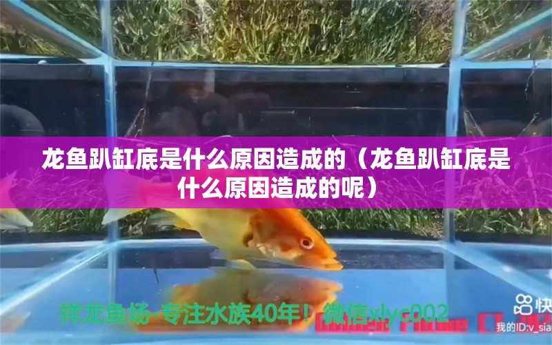 龍魚趴缸底是什么原因造成的（龍魚趴缸底是什么原因造成的呢） 廣州龍魚批發(fā)市場