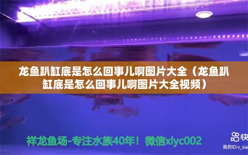 龍魚趴缸底是怎么回事兒啊圖片大全（龍魚趴缸底是怎么回事兒啊圖片大全視頻）