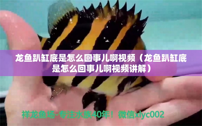 龍魚趴缸底是怎么回事兒啊視頻（龍魚趴缸底是怎么回事兒啊視頻講解）