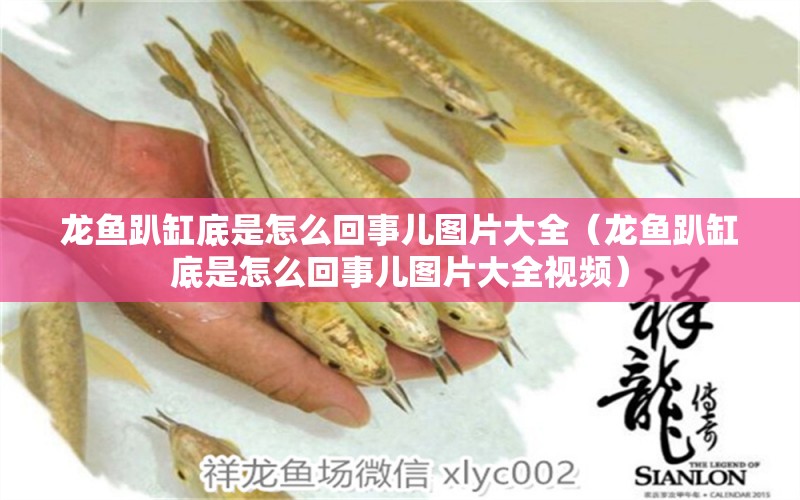 龍魚趴缸底是怎么回事兒圖片大全（龍魚趴缸底是怎么回事兒圖片大全視頻）