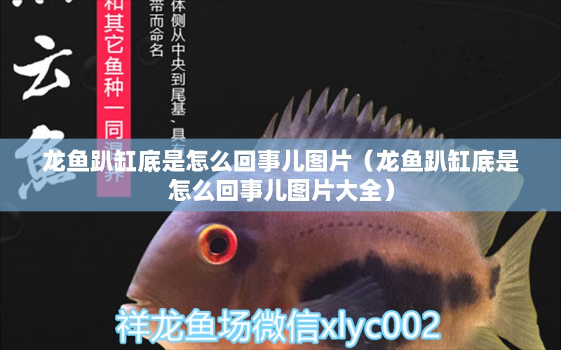 龍魚趴缸底是怎么回事兒圖片（龍魚趴缸底是怎么回事兒圖片大全） 銀龍魚