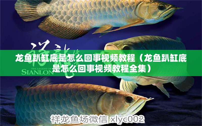 龍魚趴缸底是怎么回事視頻教程（龍魚趴缸底是怎么回事視頻教程全集）