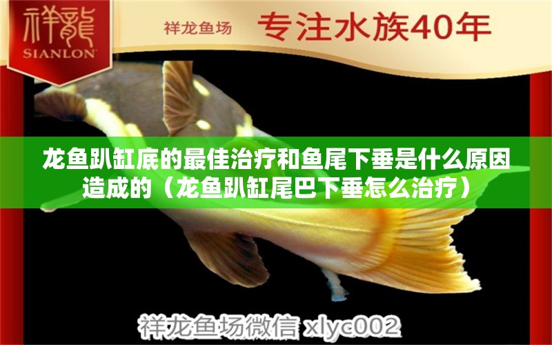 龍魚趴缸底的最佳治療和魚尾下垂是什么原因造成的（龍魚趴缸尾巴下垂怎么治療） 祥龍水族醫(yī)院