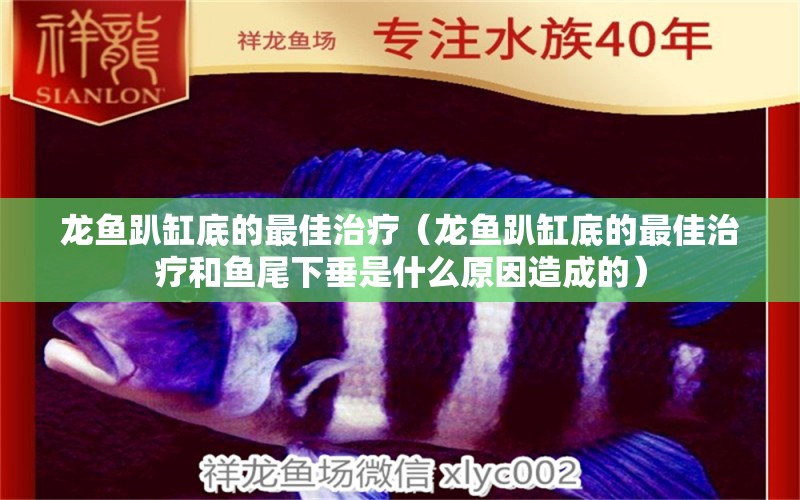 龍魚趴缸底的最佳治療（龍魚趴缸底的最佳治療和魚尾下垂是什么原因造成的）