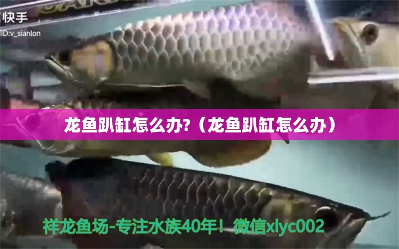 龍魚趴缸怎么辦?（龍魚趴缸怎么辦） 廣州龍魚批發(fā)市場(chǎng)