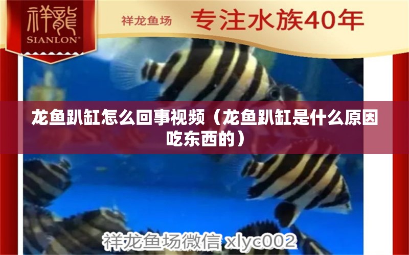 龍魚趴缸怎么回事視頻（龍魚趴缸是什么原因吃東西的）