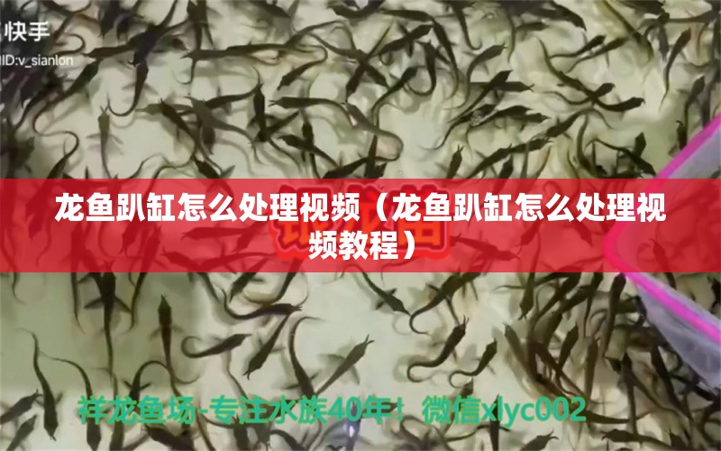 龍魚趴缸怎么處理視頻（龍魚趴缸怎么處理視頻教程） 三色錦鯉魚