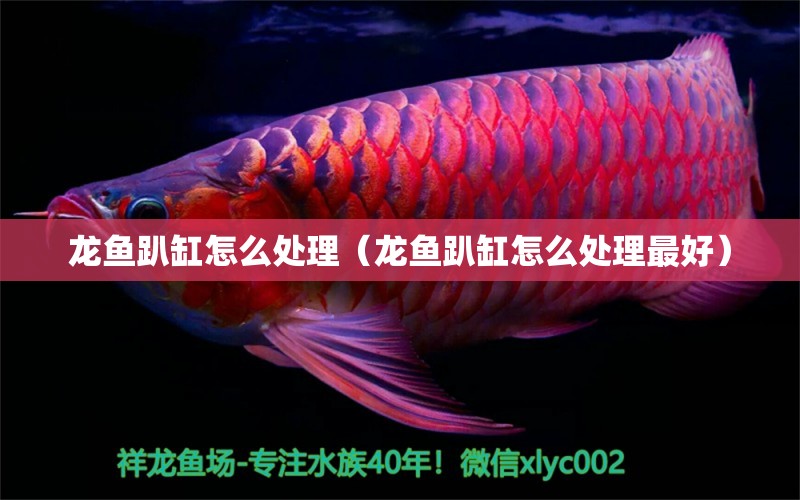 龍魚趴缸怎么處理（龍魚趴缸怎么處理最好）