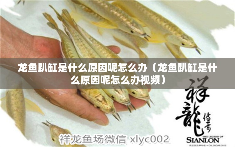 龍魚趴缸是什么原因呢怎么辦（龍魚趴缸是什么原因呢怎么辦視頻） 廣州龍魚批發(fā)市場