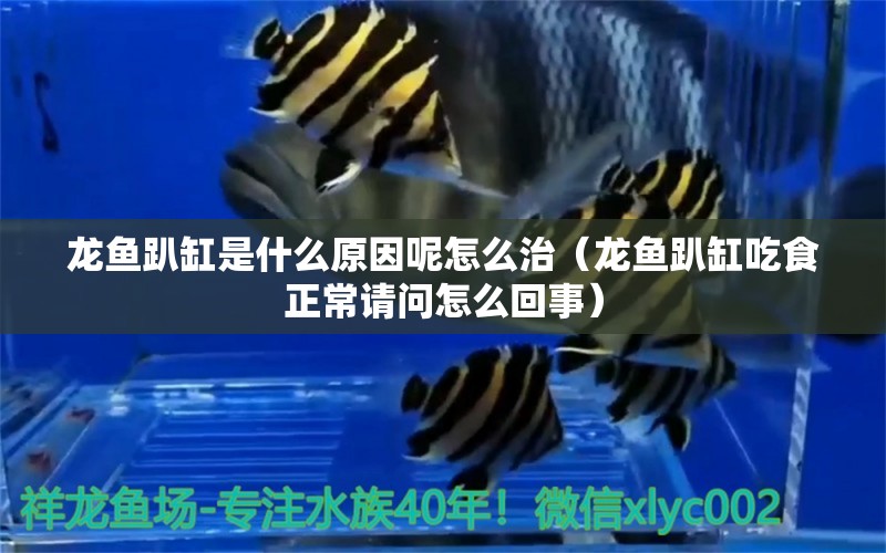 龍魚趴缸是什么原因呢怎么治（龍魚趴缸吃食正常請問怎么回事）