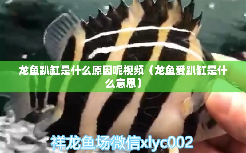 龍魚(yú)趴缸是什么原因呢視頻（龍魚(yú)愛(ài)趴缸是什么意思）