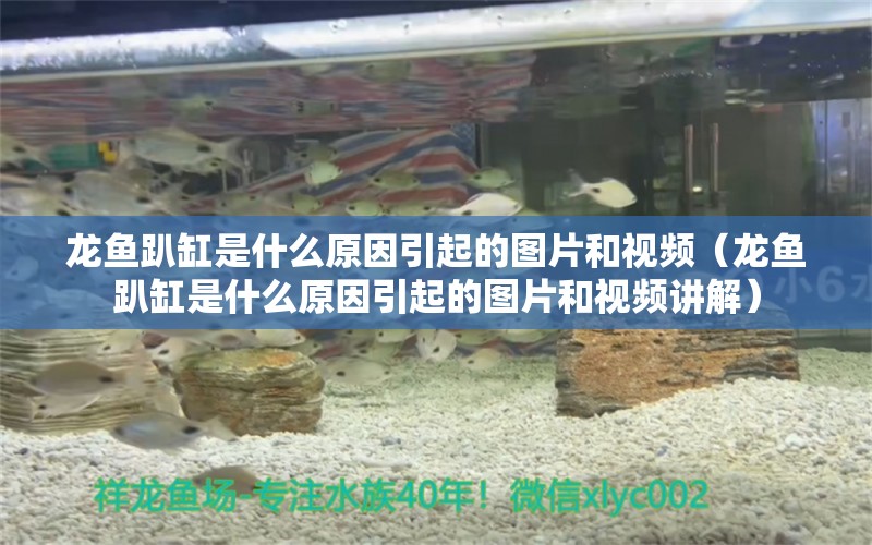 龍魚趴缸是什么原因引起的圖片和視頻（龍魚趴缸是什么原因引起的圖片和視頻講解）