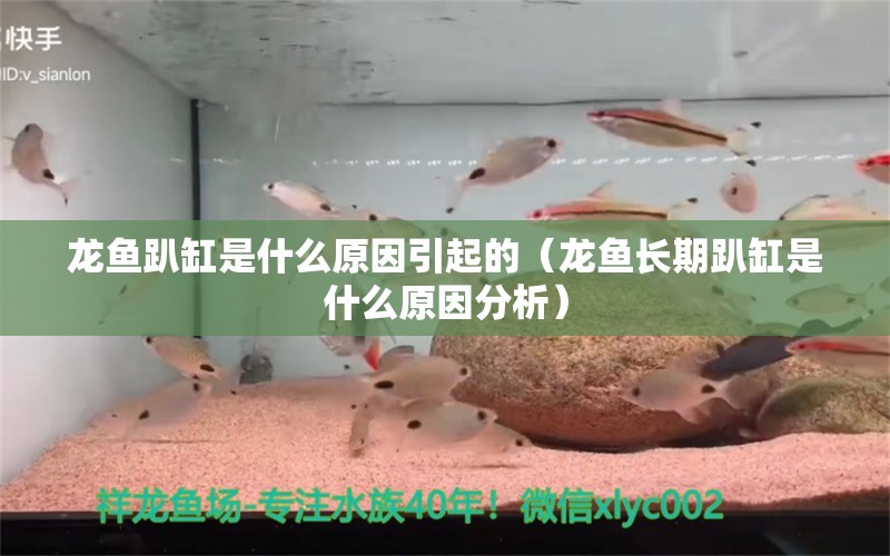 龍魚趴缸是什么原因引起的（龍魚長期趴缸是什么原因分析） 觀賞魚