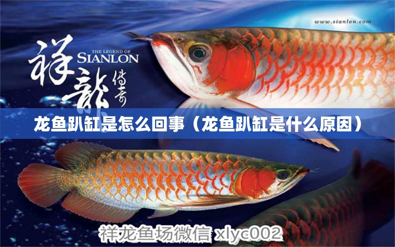 龍魚趴缸是怎么回事（龍魚趴缸是什么原因）