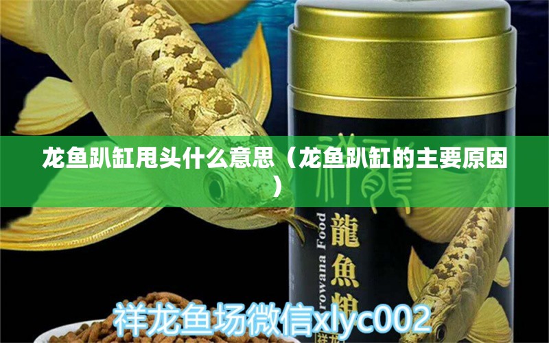 龍魚趴缸甩頭什么意思（龍魚趴缸的主要原因）