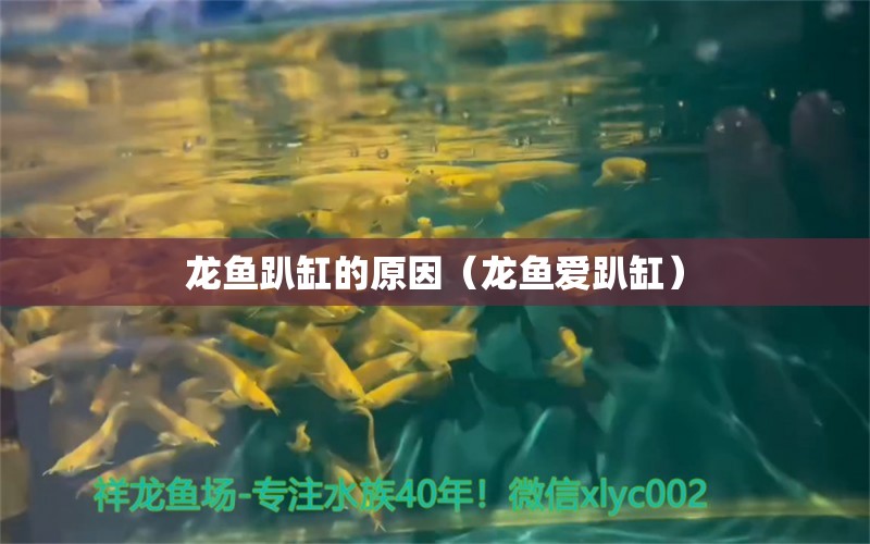 龍魚趴缸的原因（龍魚愛趴缸） 觀賞魚