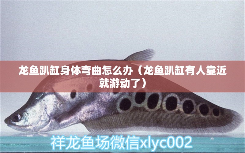 龍魚趴缸身體彎曲怎么辦（龍魚趴缸有人靠近就游動了）