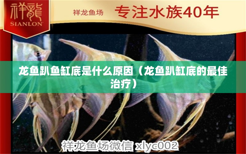 龍魚(yú)趴魚(yú)缸底是什么原因（龍魚(yú)趴缸底的最佳治療） 觀賞魚(yú)