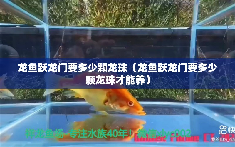 龍魚躍龍門要多少顆龍珠（龍魚躍龍門要多少顆龍珠才能養(yǎng)）