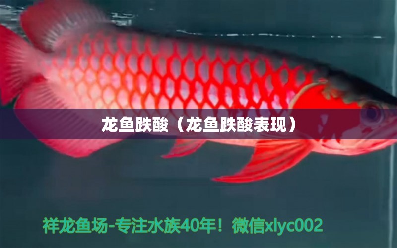 龍魚跌酸（龍魚跌酸表現(xiàn)）