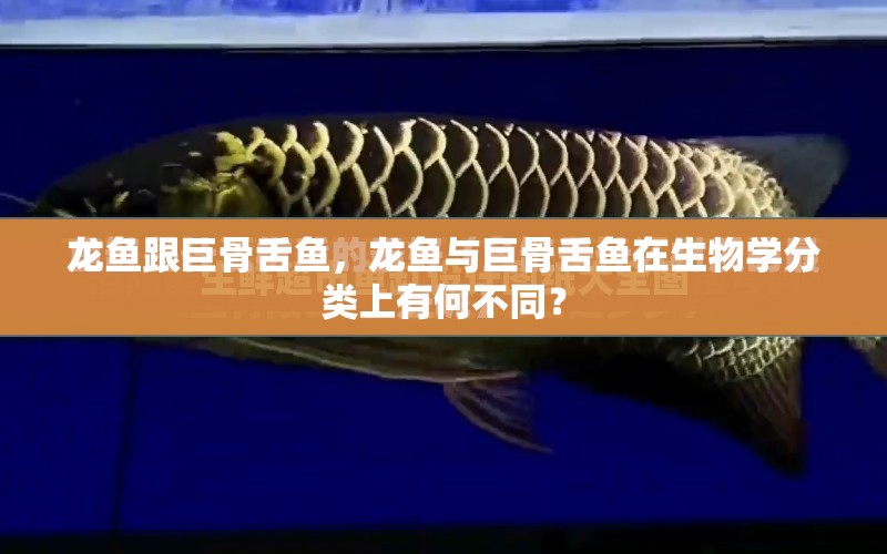 龍魚跟巨骨舌魚，龍魚與巨骨舌魚在生物學分類上有何不同？ 水族問答